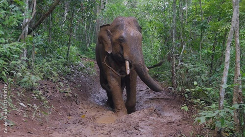 elephant spraying mud with his trunk onto his body to cool down photo