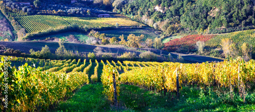 Autumn vineyards of Tuscany, Italy photo