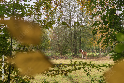 Bremen, Höpkens Ruh, Städte, Herbst, Pferd, Telezoom, Natur, Park, Nikon