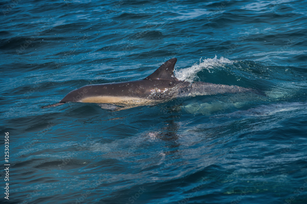 Fototapeta premium Dolphins racing our boat