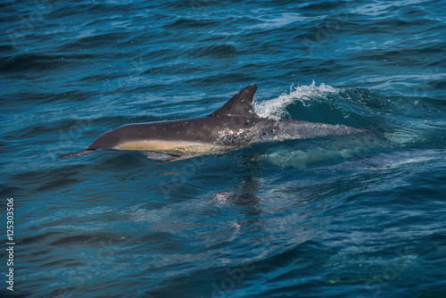 Dolphins racing our boat © Fritz