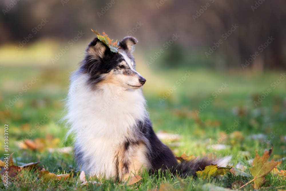 adorable sheltie dog posing outdoors in autumn