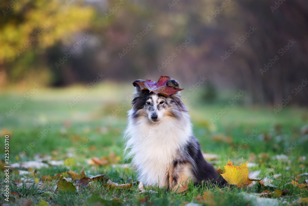 Obraz premium sheltie dog posing with a fallen leaf on her head