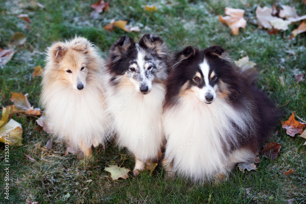 three sheltie dogs posing outdoors in autumn