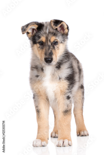 mixed breed puppy standing on white