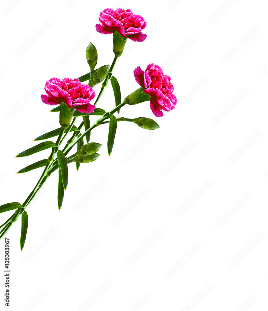 Bouquet of flowers carnation. Bouquet of flowers carnation.