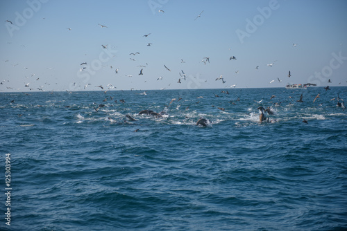 Фототапет Sealions, dolphins, Brown Pelicans in feeding frenzy