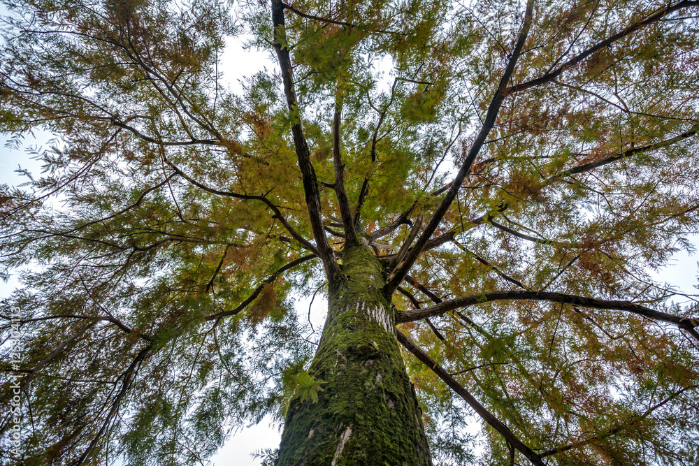 swamp cypress branches on the sky, autumn