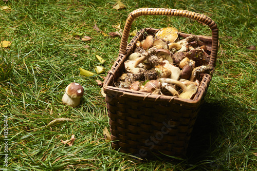 Fresh mushrooms in a wicker basket on the grass 