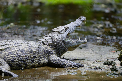 Crocodile in nature