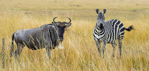 Zebra and wildebeest on grassland in Africa