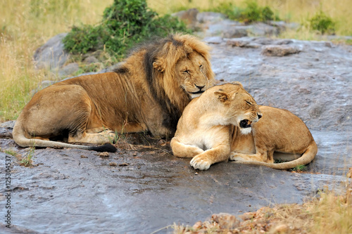 Lion in National park of Kenya