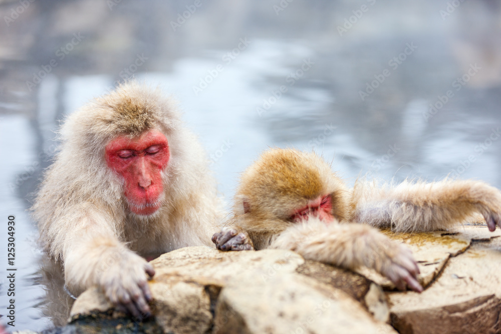 Snow Monkeys Snow Monkeys