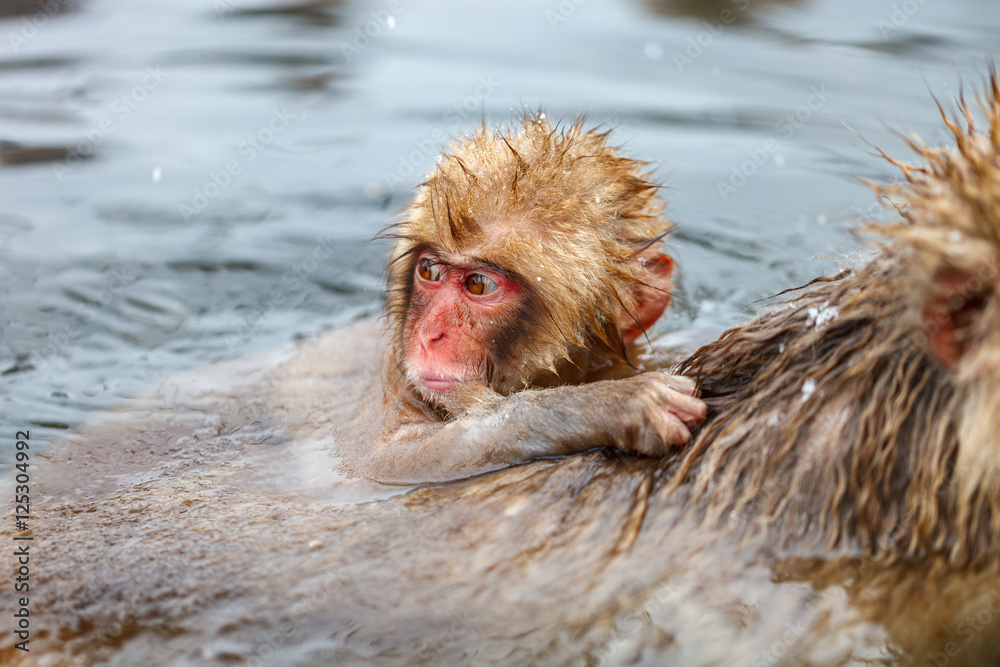 Naklejka premium Snow Monkeys
