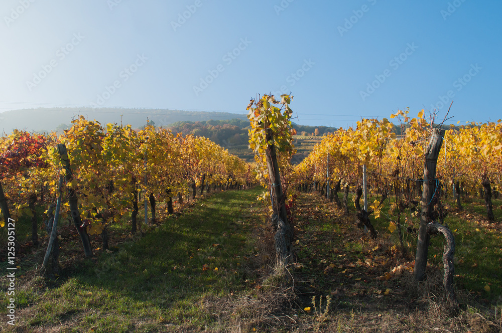 vignes  en automne
