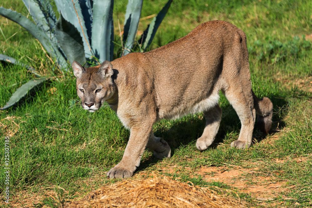 Fototapeta premium Cougar (Puma concolor) spaceruje po zoo