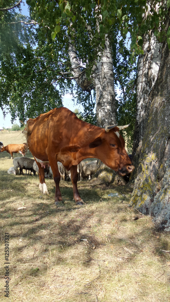 a cow a cow