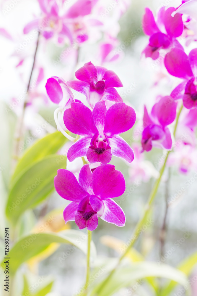 Orchid flowers Orchid flowers