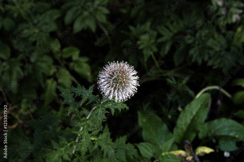 Prickly grey flower
