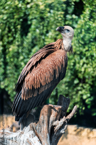 Griffon vulture juvenile sitting on a stump