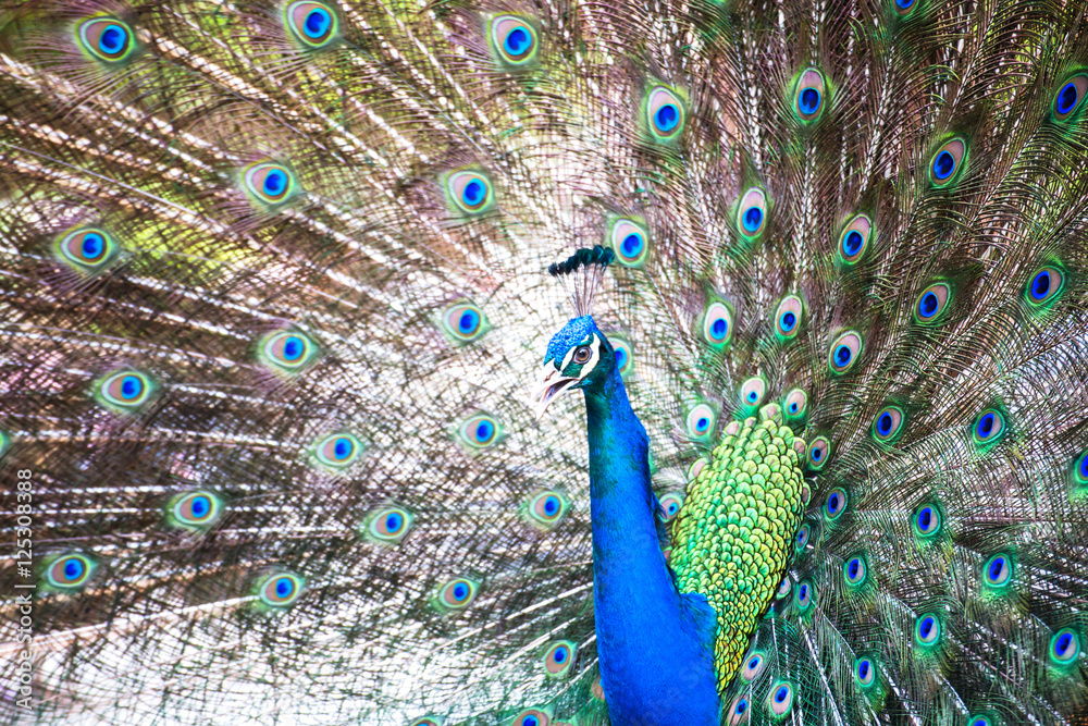 Naklejka premium Portrait of Peacock with Feathers Out