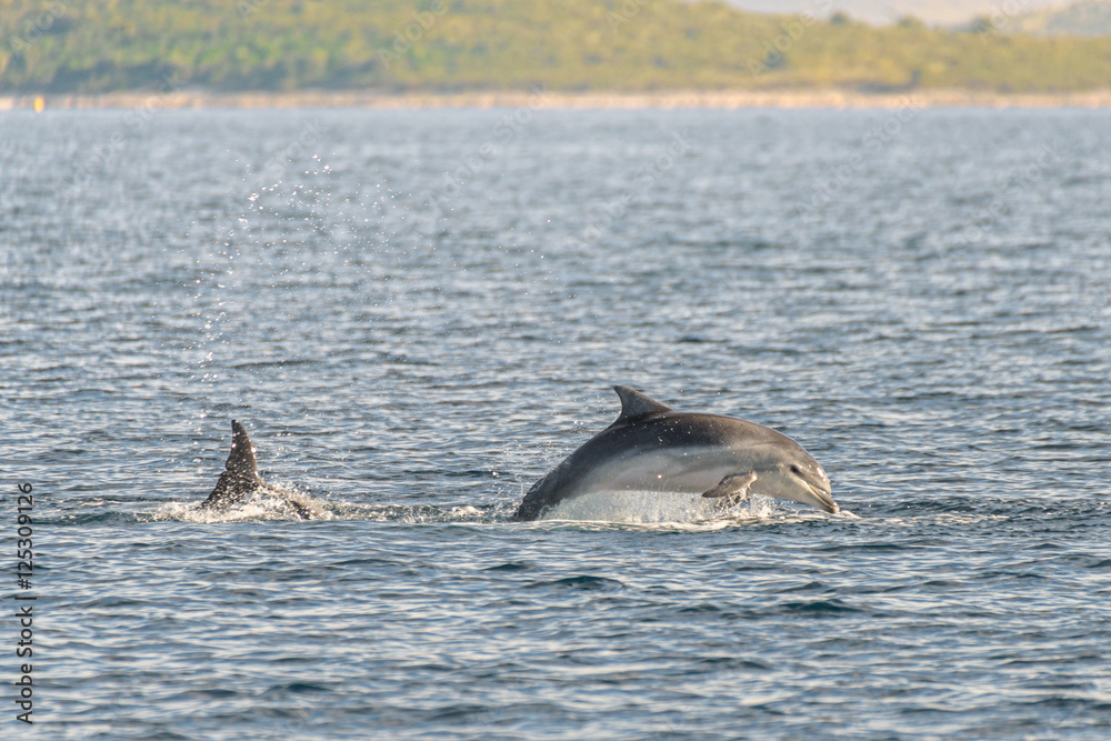 Fototapeta premium Doplhin jumping near coast in Croatia