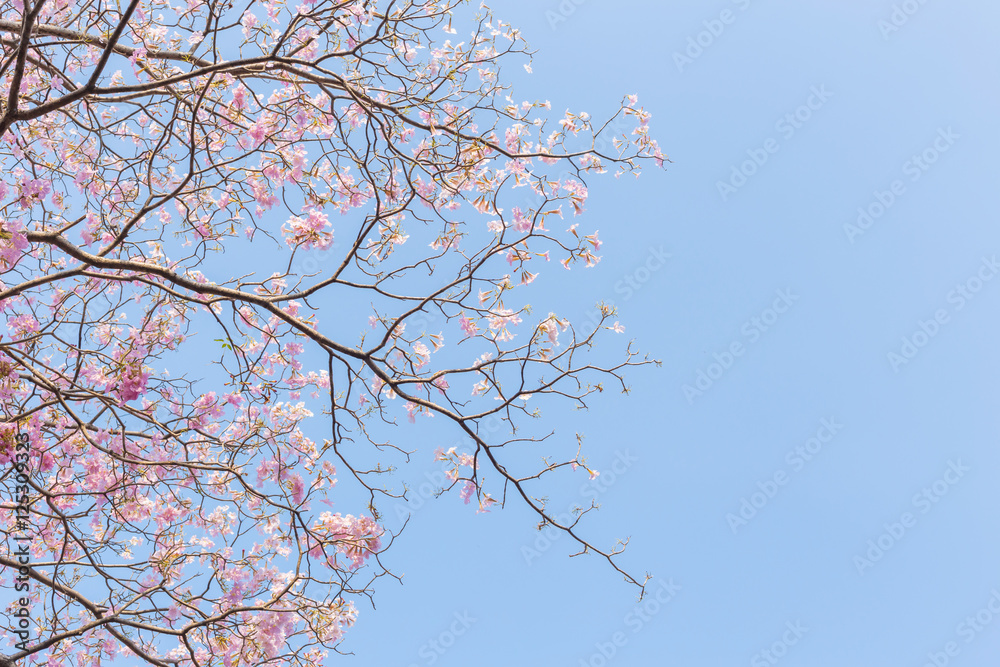 Booming double cherry blossom branches Booming double cherry blossom branches