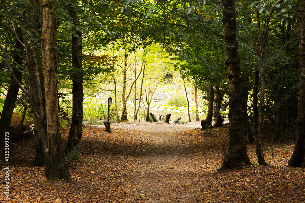 Fototapeta premium Woodland scene at the start of autumn