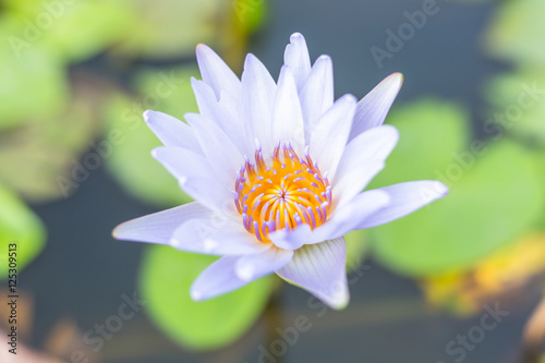 Soft-focus Beautiful water lilly