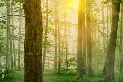 Summer forest with sun light and fog