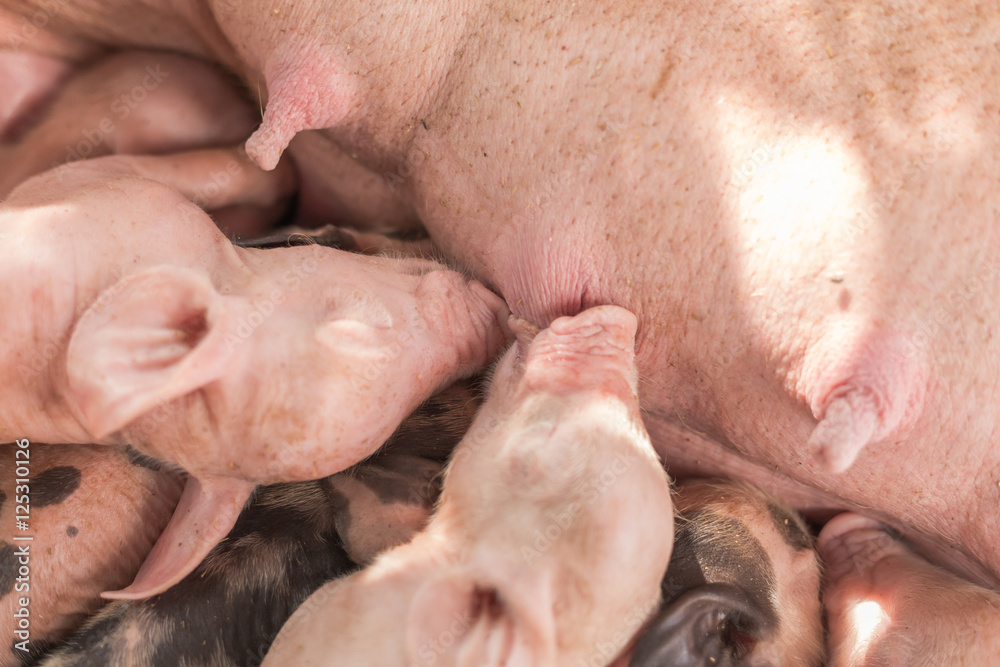 Newborn piglets sleeping with mother at pig breeding farm Newborn piglets sleeping with mother at pig breeding farm