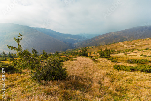Leaning pine and mountains in the background. Carpathians