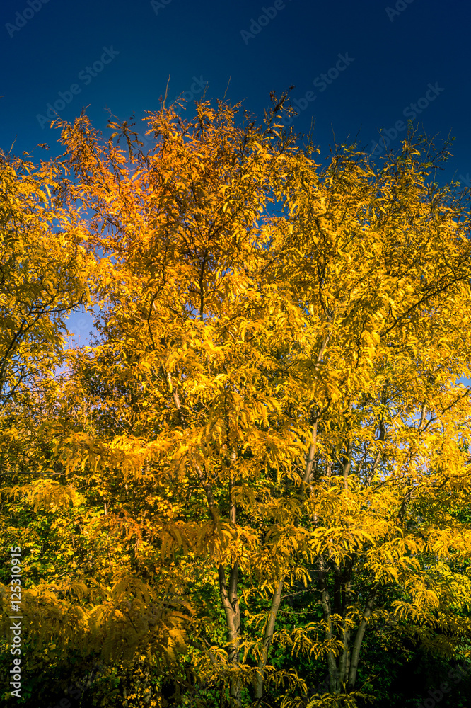 Colorfull panorama on autumn, with yellow tree and colored sky