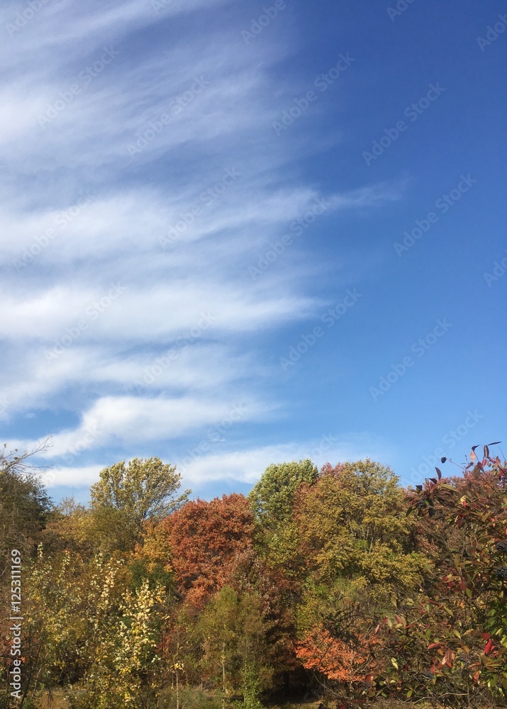 high cirrus fibratus clouds and fall foliage