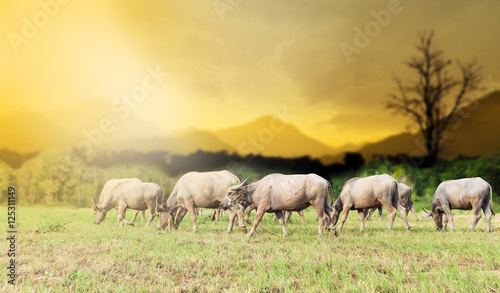Asian buffalo eat grass on the field in sunset time