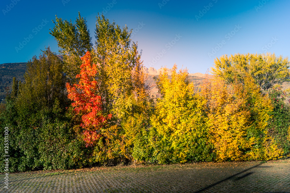 Colorfull panorama on autumn, with yellow tree and colored sky