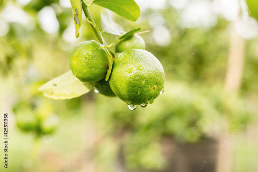 Lime fruits closeup on tree Lime fruits closeup on tree
