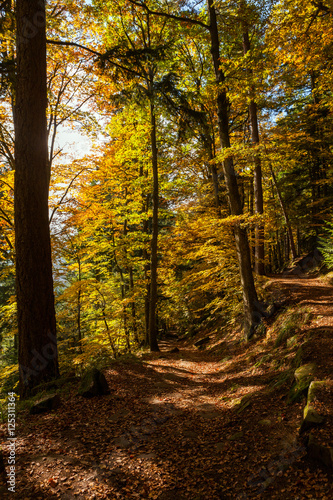 Brumes automnales dans un forêt 