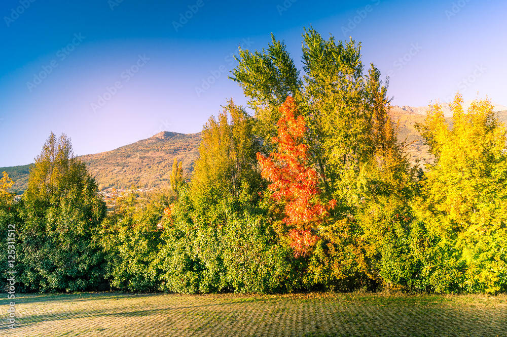 Colorfull panorama on autumn, with yellow tree and colored sky