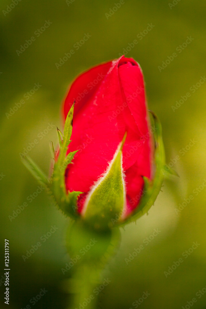 Rose Close Rose Close
