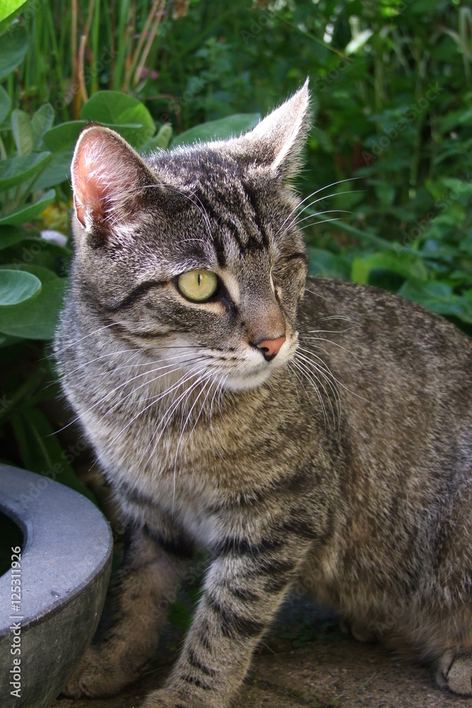 Obraz premium Katze mit Behinderung