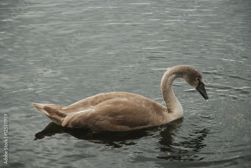 Grey Brown Swan © Julia