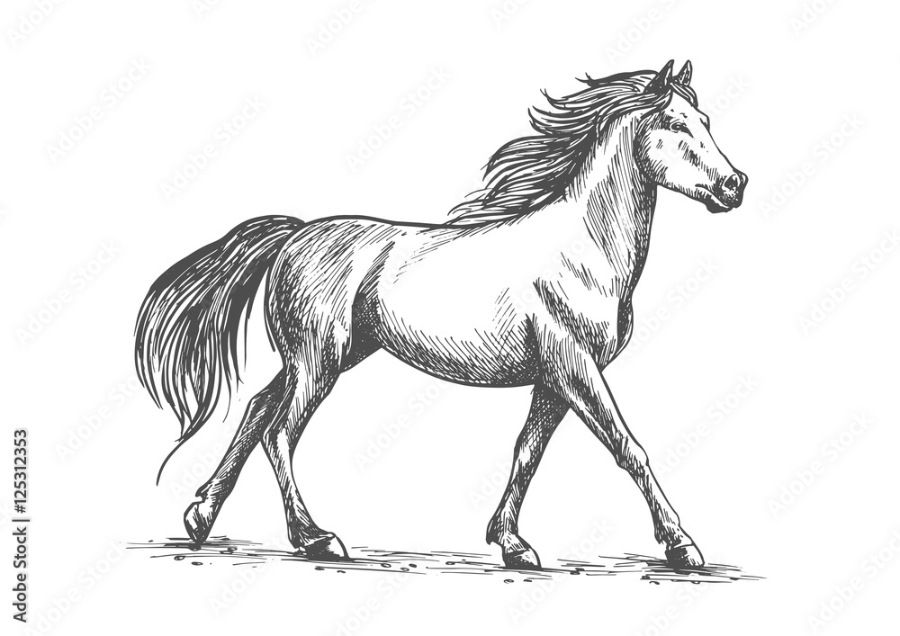Fototapeta White horse walks gracefully