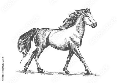 White horse walks gracefully