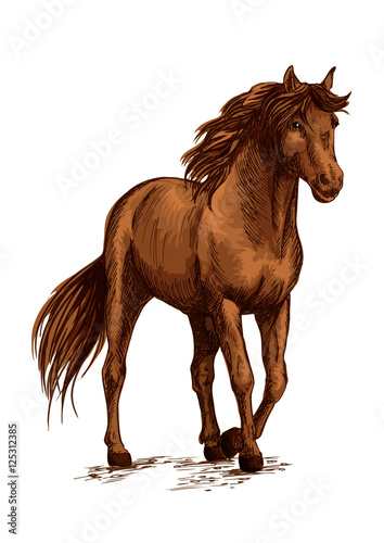 Brown horse pacing calm in wild
