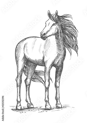 White horse standing with turned head