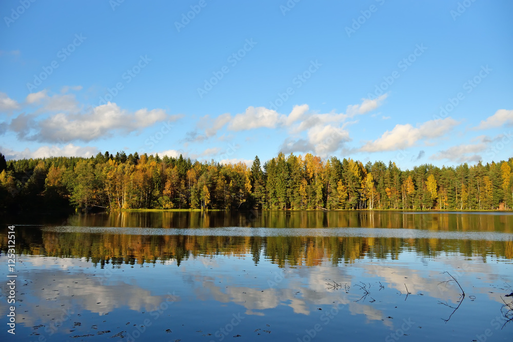Forest and old trees under the blue sky on the shore of the lake
