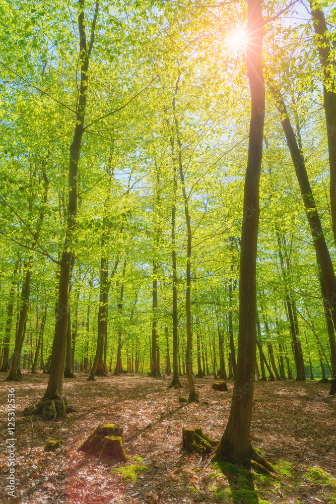 Naklejka premium Summer forest with sun light and sun rays