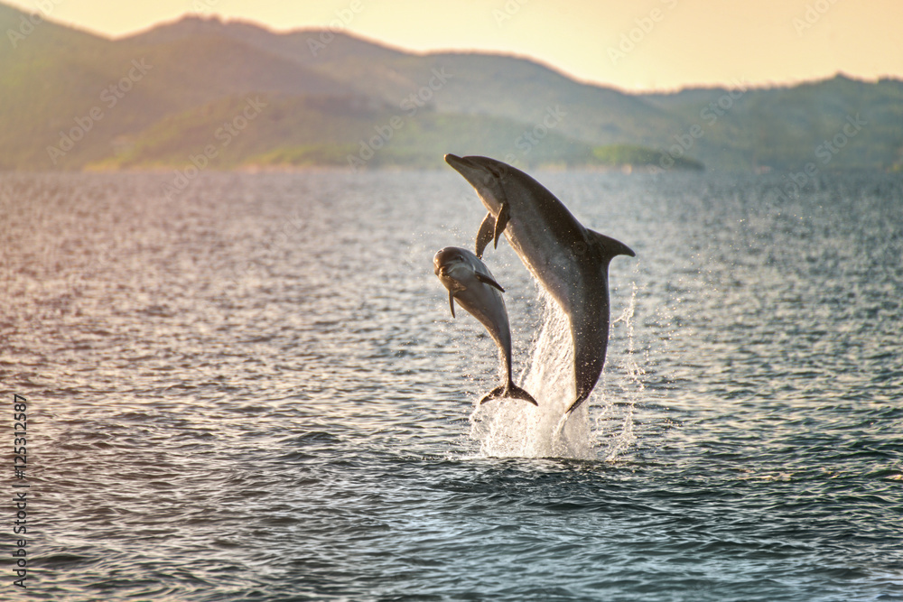 Φωτογραφία Doplhin jumping near coast in Croatia