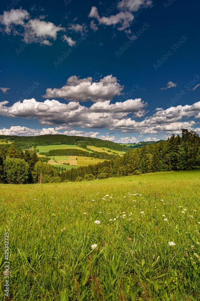 Spring summer background - grass field meadow scenery lanscape Spring summer background - grass field meadow scenery lanscape